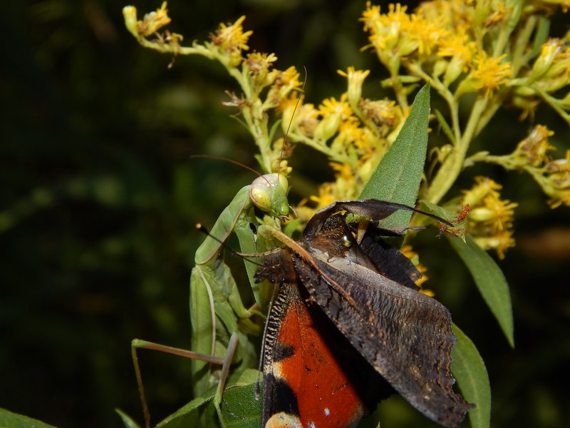 Mantide preda Aglais io